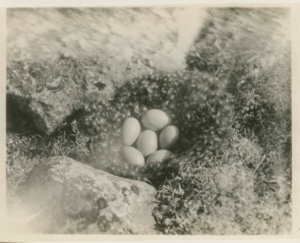 Image: Birds- Old Squaw nest and eggs